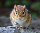Intense Chipmunk_51506